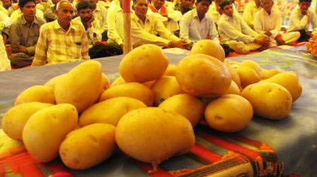 Seed Potatoes - Cadaloo