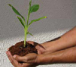 TC Raised Banana Plants (BHIM)