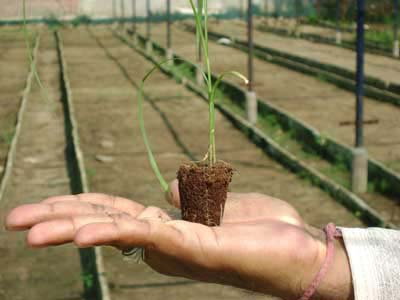 TC Raised Sugarcane (Madhuras)