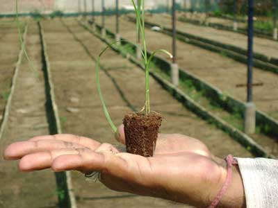 Tc Raised Sugarcane