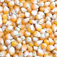 Organic Maize Seeds, Packaging Type : Yellow, Moisture : 13% Max