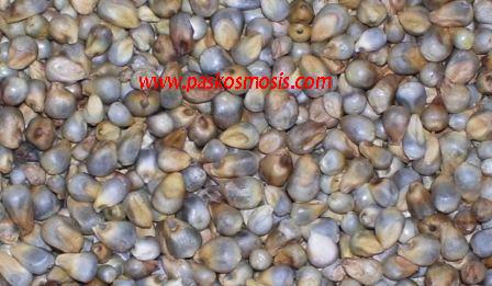 Green Millets, For Animal Feed, Human Consumption