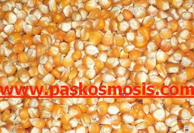 Yellow maize, Storage : Cool, Dry Place