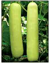 Bottle Gourd