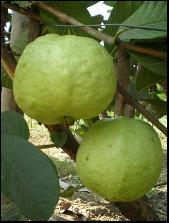Guava, Usage : Sweet