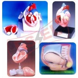 Anatomical Models