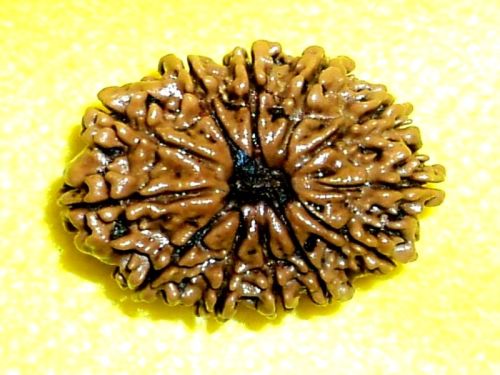 12 Mukhi Rudraksha, 12 Face Rudraksha