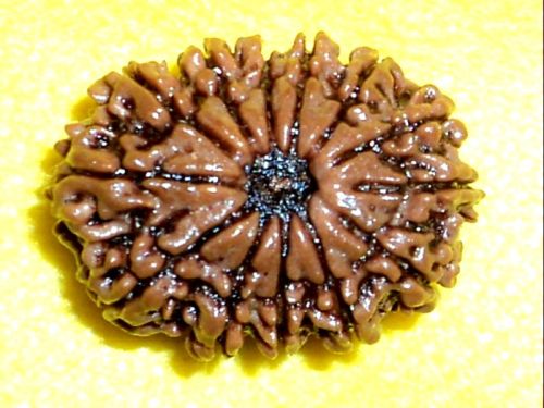 13 Mukhi Rudraksha, 13 Face Rudraksha, Size : 27 Mm