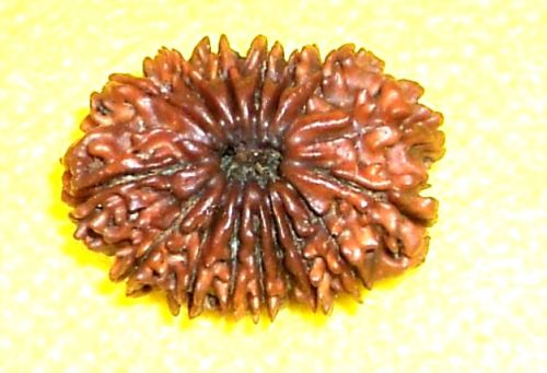 16 Mukhi Rudraksha, 16 Face Rudraksha, Size : 30 Mm