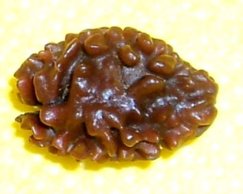 2 Mukhi Rudraksha, Two Face Rudraksha Of Nepal