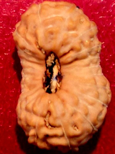 21 Mukhi Rudraksha, 21 Face Rudraksha