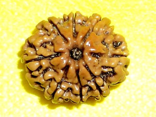 8 Mukhi Rudraksha, 8 Face Rudraksha