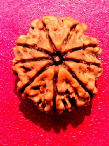 9 Mukhi Rudraksha, 9 Face Rudraksha