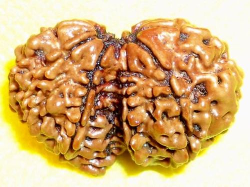 Gouri Shankar Rudraksha, Size : 35 Mm