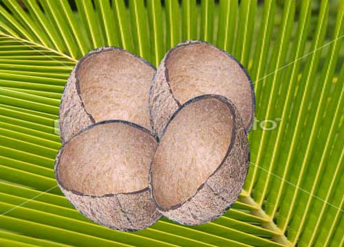 Coconut Shell