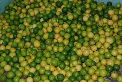 Fresh lemon, Shape : Round