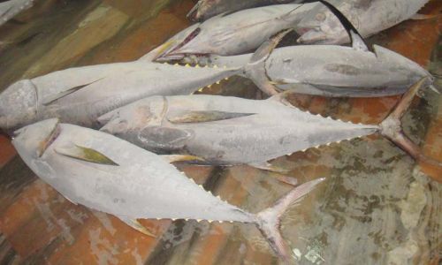 SAMUDRA Frozen Yellow Fin Tuna, For Human Consumption