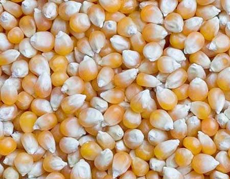 Yellow maize seeds, Moisture Ratio : 12%