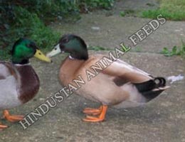 Duck Grower Feeds