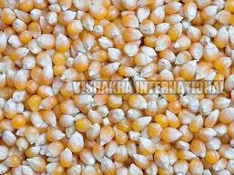 Maize Seeds, Style : Dried