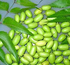 Neem seeds
