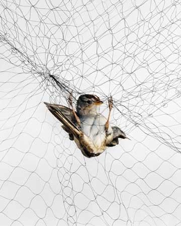 Bird Catching Net