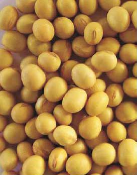 Soya Beans