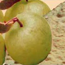 Spray Dried Guava Powder, Packaging Type : Plastic Packet