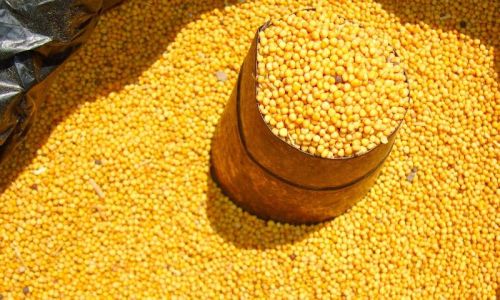 Yellow Mustard Seeds, Packaging Type : PP Bag
