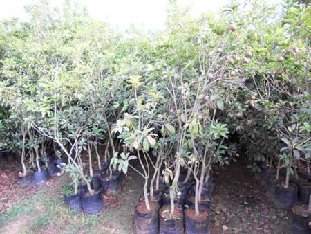 Organic Achras Sapota, For Gardening, Size : Large