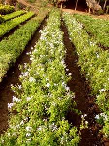 Plumbago Capensis