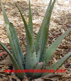 Aloe vera gel, Application : Skin Care