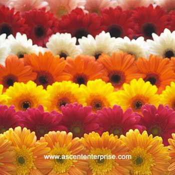 Fresh Gerbera Daisies