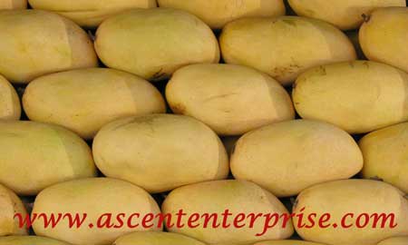 Mango, Freshness : High