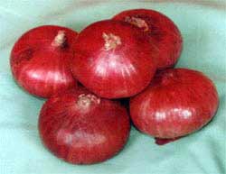 Organic Fresh Red Onion, For Cooking, Packaging Type : Jute Bags, Net Bag