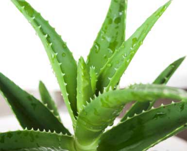 Aloe Vera Juice, Certification : FSSAI Certified