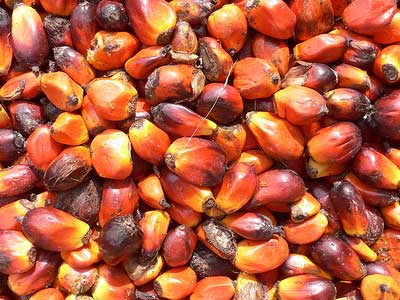 Palm Nuts