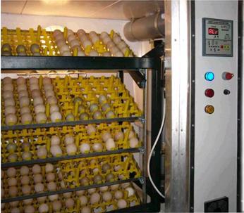 Egg Incubators