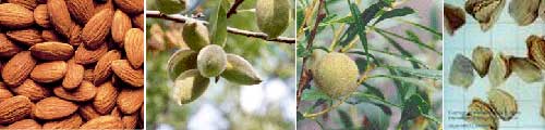 Kashmiri almonds