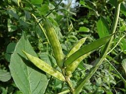 Guar Gum Plant