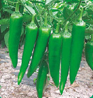 Chilli, Usage : Spices