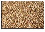 Sorghum Seeds