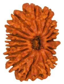 Seventeen Face Rudraksha