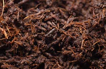 Organic Vermicompost