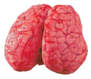 Buffalo Brain