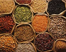 Pulses, Variety : Bengal Gram