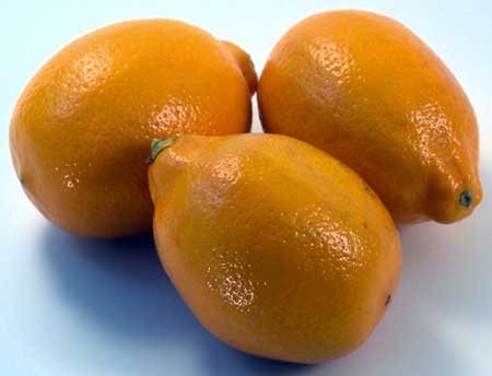 Fresh lemon, State Of Origin : Andhrapredesh