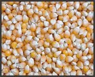Maize, Packaging Type : Tin Container