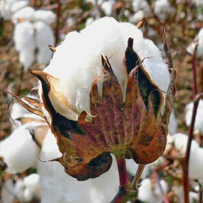 Raw cotton, Texture : Soft