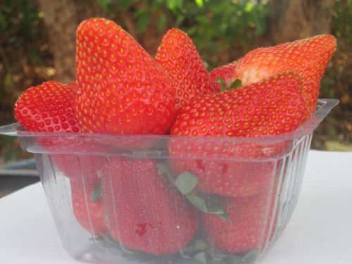 STRAWEBRRY FRESH FRUITS EXPORT QUALITY